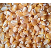 農(nóng)產(chǎn)品供應(yīng)鏈企業(yè)玉米（陳化糧）采購需求